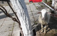 SAM_8531